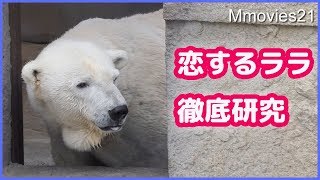 ホッキョクグマ ララの歩く速さに変化が表れる　Polar Bear Lara