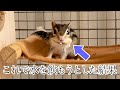 【シマリス】口いっぱいな状態で水を飲もうとして苦戦するリス