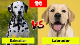 Dalmatian Vs Labrador in Hindi | Dog VS Dog | PET INFO | Which One is Best For You as Pet? by PET INFO 4,015 views 2 years ago 4 minutes, 22 seconds