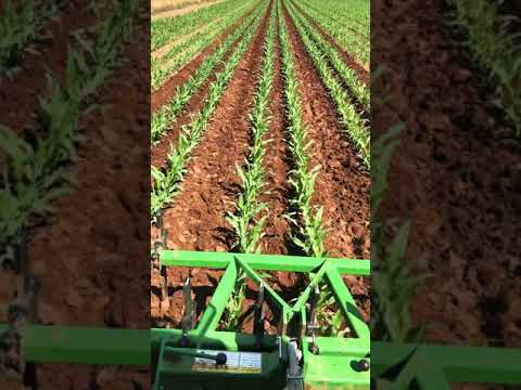 Video: ¿Es cultivar la tierra en hileras?