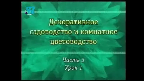 Цветы. Урок 3.1. Однолетние цветы семейства сложноцветных. Часть 1