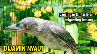 srigunting abu abu gacor TOP pancingan srigunting abu biar bunyi JADIKAN srigunting gacor NGAMUK