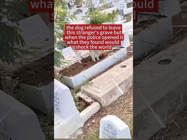 dog refused to leave the stranger's grave #shorts class=