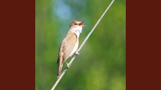 Download Lagu Nature sounds - Reed Warbler, fire-bellied toads Download Lagu Nature sounds - Reed Warbler, fire-bellied toads