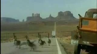 Video Dos Passaros Agel Brasil