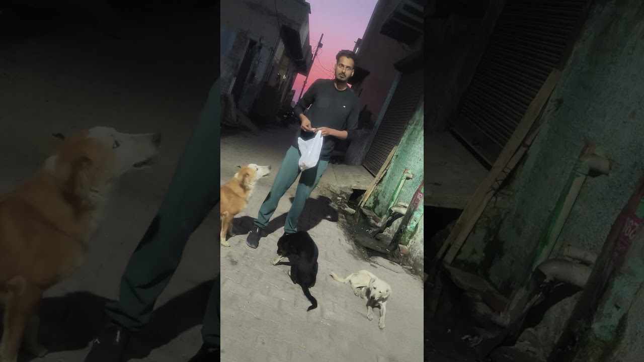 Animals lover help poor dogs 🐶 waiting for food 