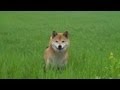 柴犬ジロー、北の大地を駆ける！Shiba inu　再UP