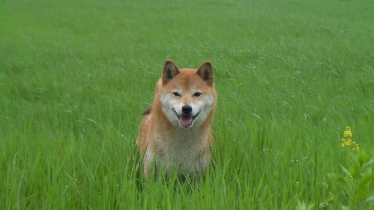 柴犬ジロー、北の大地を駆ける！Shiba inu　再UP