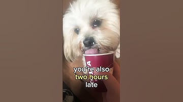 Thumbnail of #Botheboss #dogs #puppy #music #cover #live #onedirection #song #dogs #lhasa #lhasalovers #shorts