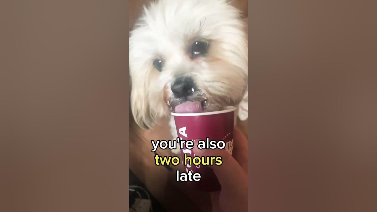 #Botheboss #dogs #puppy #music #cover #live #onedirection #song #dogs #lhasa #lhasalovers #shorts