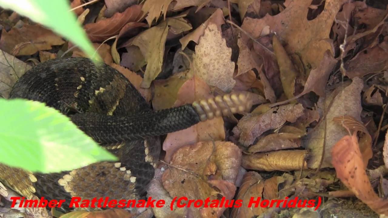 smooth green snake texas NEVER ENDING HERPING Season 3 Episode 3: Snakes and Power Line Clear Cuts