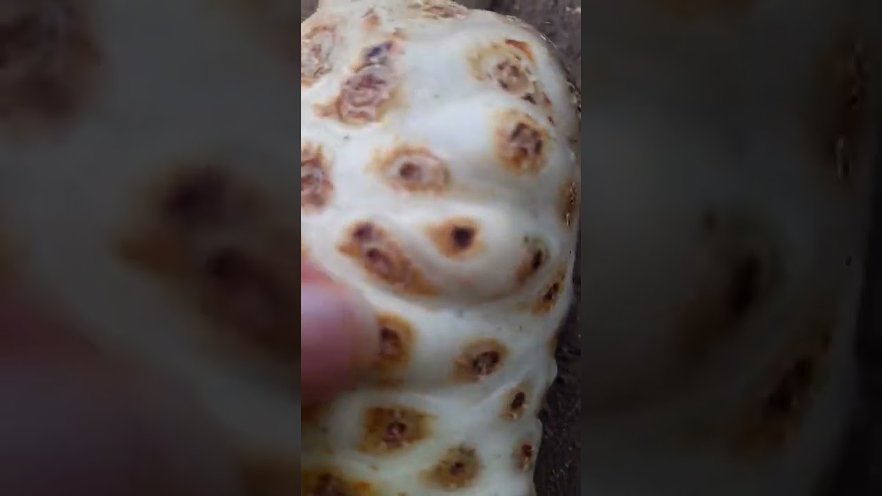 como tirar bixo de pé kkk