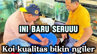 Ini baru seruuu‼️Koi kualitas selalu bikin ngiler🤩🤩review Koi di desa kluwut,kaki gunung kawi malang
