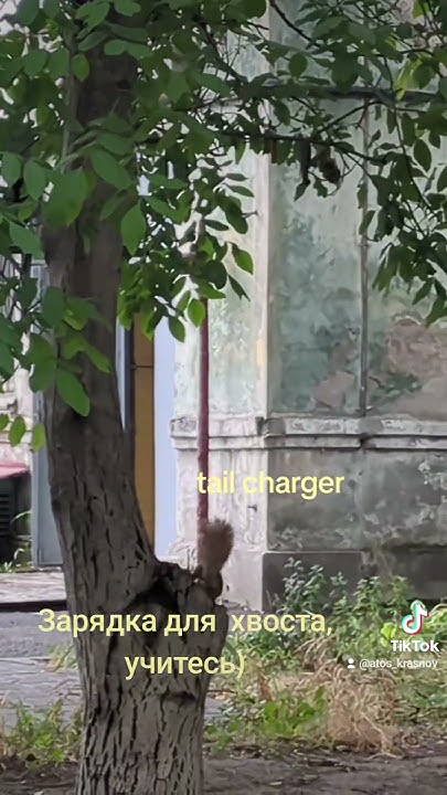 Зарядка для хвоста#для настроения - YouTube