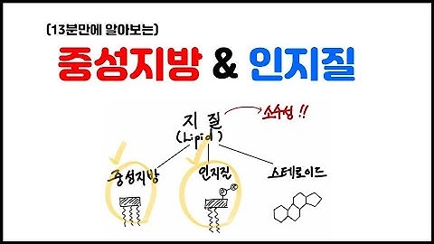 [거대분자] 3.7 지질 - 중성지방 & 인지질 정리