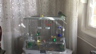 Hagen Vision M01 Bird Cage (kuş kafesi)