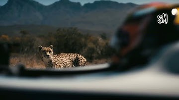 Formula E Car vs Cheetah | Drag Race |