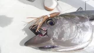 Trolling for Bluefin Tuna South of Martha's Vineyard
