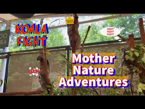 KOALA #fight #australia