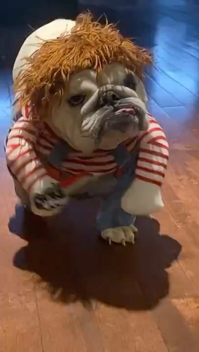 Bulldog September Rent is due. #bulldog - YouTube