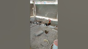 gà rừng mùa sinh sản🐓chuồng giốg trốg rặc mái rặc🐓