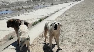 هجوم كلب على مصور أثناء تصوير تزاوج الكلاب كلب شاطر