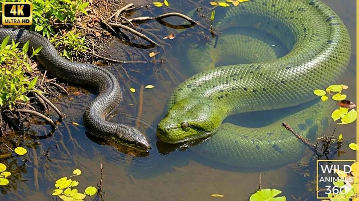Wild Life Amazon Jungle vs Ocean: Most Dangerous Animals in Amazon Forest  Anaconda- Snake #wildlife