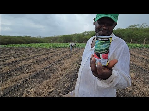 Another upgrade on the farm planting watermelon