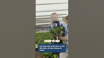 Chuột và Hũ Gạo Bài Học Về Sự Cám Dỗ và Hối Hận Muộn Màng