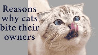 [Shocking!] Why Does Your Cat Suddenly Bite You? The Truth Will Surprise You!"