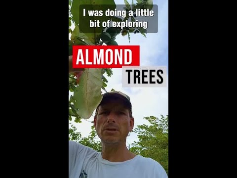 Video: Pollinating Almonds - Paano Mag-pollinate ng Almond Trees