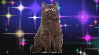 Прикол! Коты Поют Шансон! Геленджик - Игорь Огурцов!!! Прикол! Коты Поют Шансон! Геленджик - Игорь Огурцов!!!