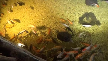 Khám phá về các loài cá sống ở Biển và cá nước ngọt