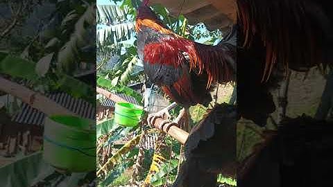 Tiếng gà rừng gáy mồi ( suab qaib qus qua dib tuaj zoo kawg)