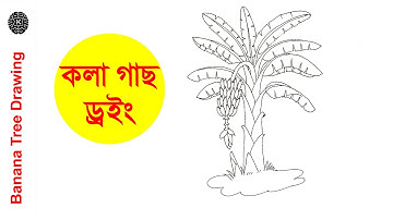How to Draw Banana tree| Banana tree Drawing Easy Step by Step| Draw step by step