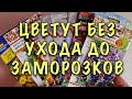 ЦВЕТЫ БЕЗ УХОДА! ЦВЕТУТ ДО ЗАМОРОЗКОВ! СУПЕР НЕПРИХОТЛИВЫЕ однолетники для посева В АПРЕЛЕ!