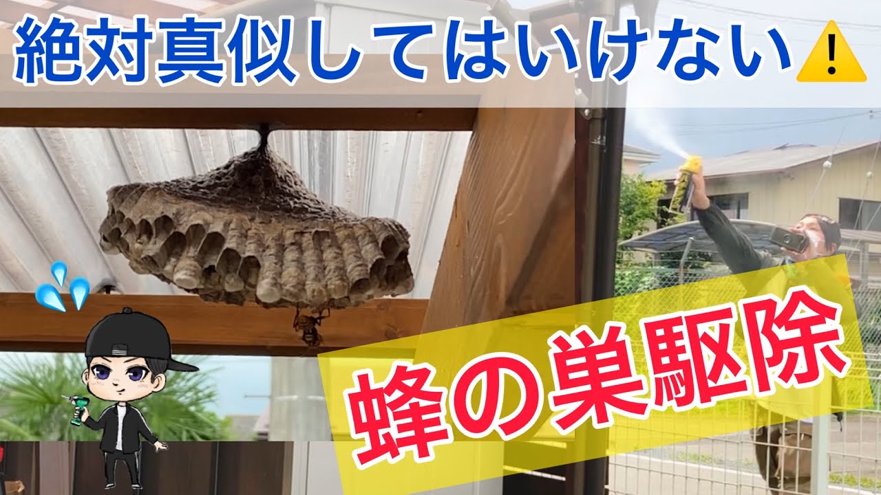 家に蜂の巣できたから駆除しようとしたらアシナガバチに追いかけ回された