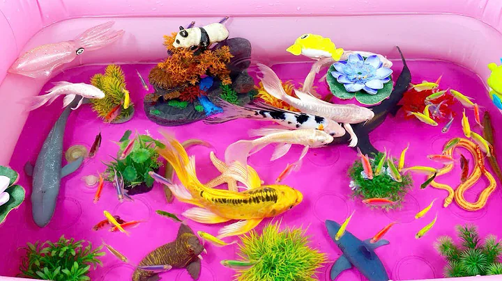 Let's explore what fish and sea creatures there are:sharks,jellyfish#goldfish#animals#viral videos