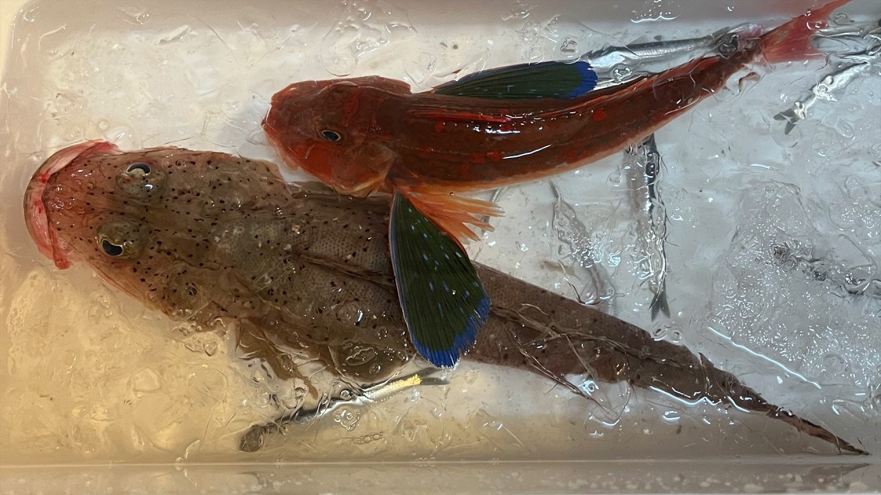 ヒラヒラ小さいヒラメ船