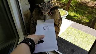 The truth about owls bringing letters