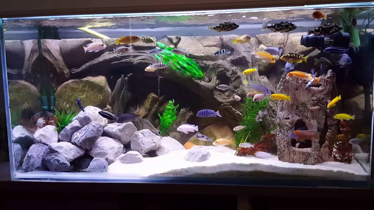 Bewolking led verlichting aquarium youtube