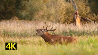 Hirschbrunft 2019 (red deer rut 2019)