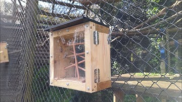 Squirrel monkey public encounter feeder