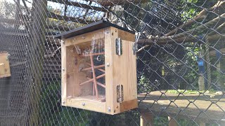Squirrel monkey public encounter feeder