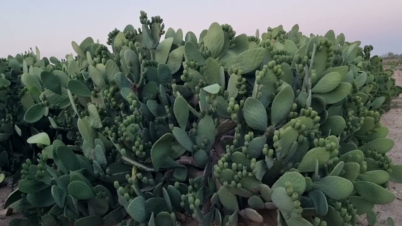 أحسن فيديو هتشوفه فى حياتك عن زراعة التين الشوكى م رامى محمد  ت01007305821