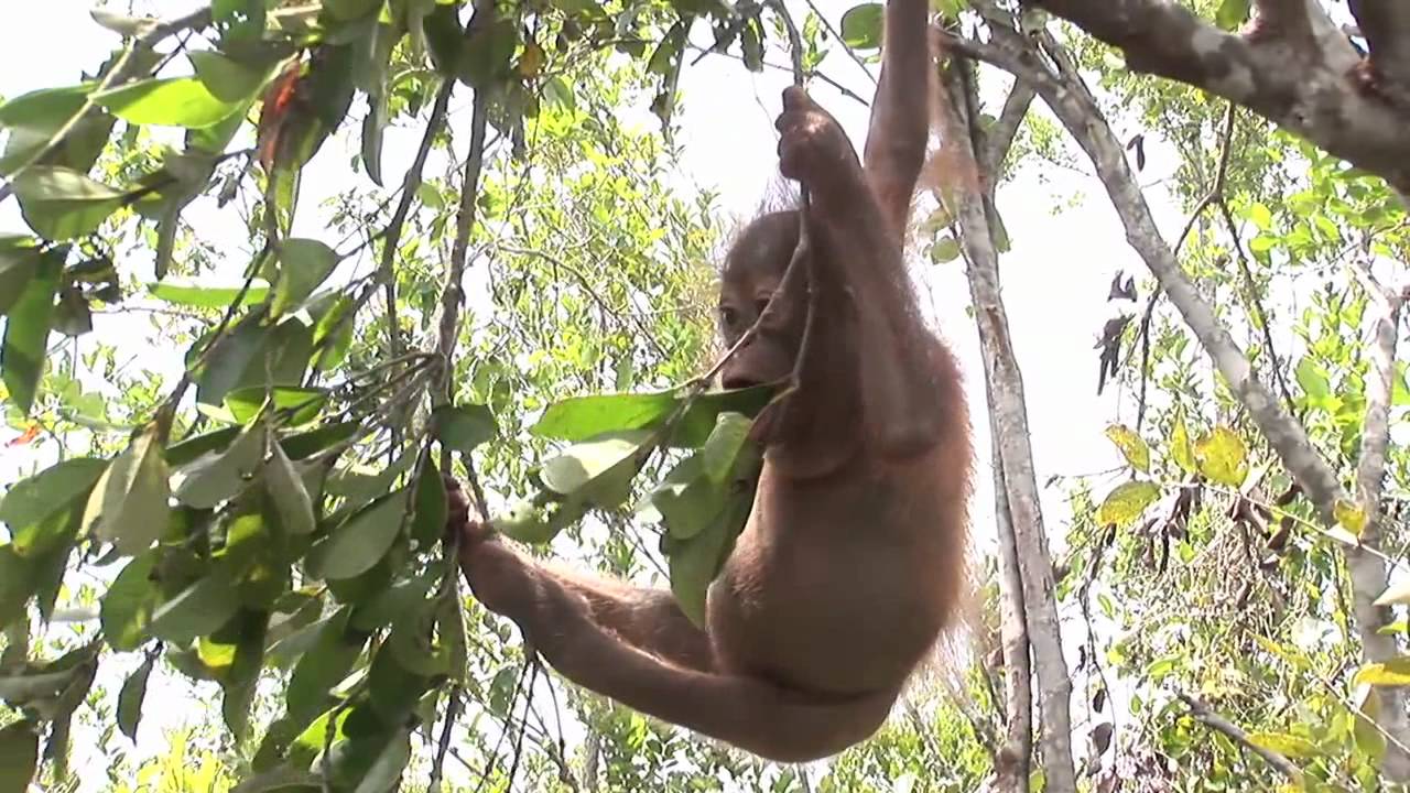Baby_Orangutan_Hanging_In_Tree_Eating_Leaf-YouTube-1 extinct animal footage