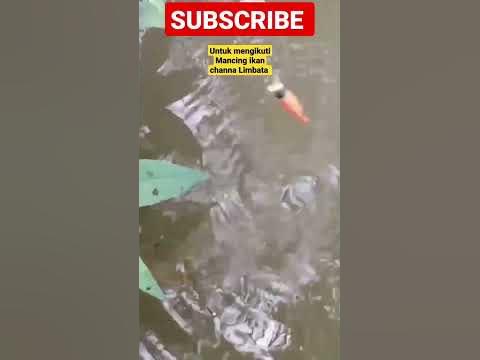 ikan channa Limbata mangap-mangapakan umpan
