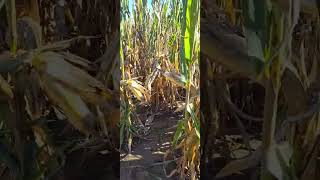 2025 Halloween Special!!🎃👻| Corn Maze Mania with Mr. E!|Part 3