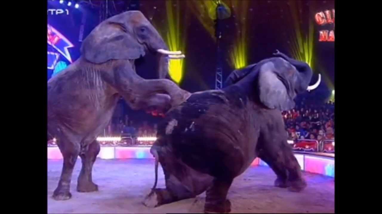 Elefantes Africanos - Circo Victor Hugo Cardinali 2013/2014