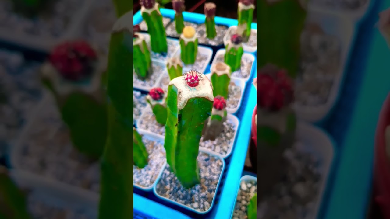 Micro grafting vs regular grafting 